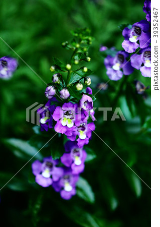 Angelonia purple flower Angelonia purple flower 39352467