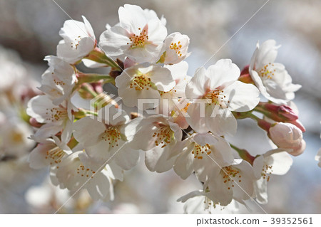 櫻花小金井公園盛開 櫻花小金井公園盛開 39352561