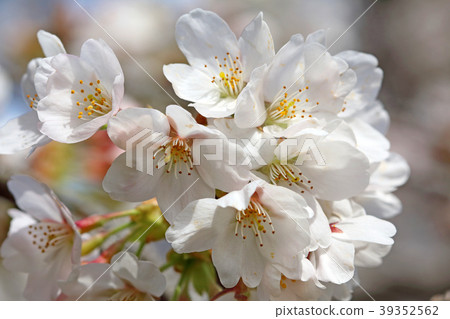 櫻花小金井公園盛開 櫻花小金井公園盛開 39352562