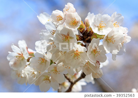 櫻花小金井公園盛開 櫻花小金井公園盛開 39352563