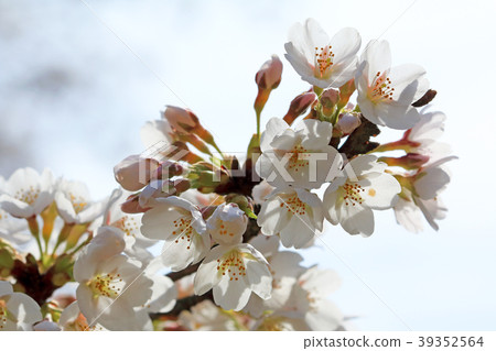 開花8分鐘的櫻花小金井公園 開花8分鐘的櫻花小金井公園 39352564
