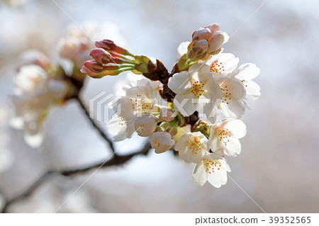 開花8分鐘的櫻花小金井公園 開花8分鐘的櫻花小金井公園 39352565