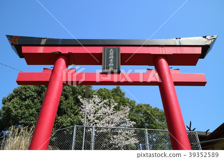 Omae Tokichi神社在春天 39352589