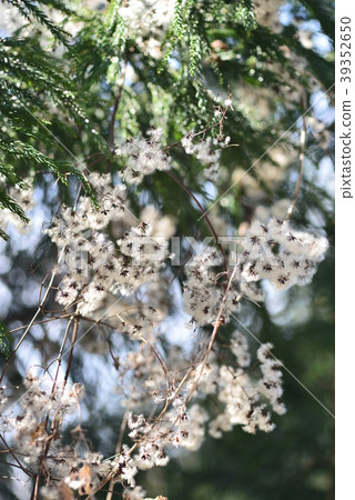 Fluff of button 39352650