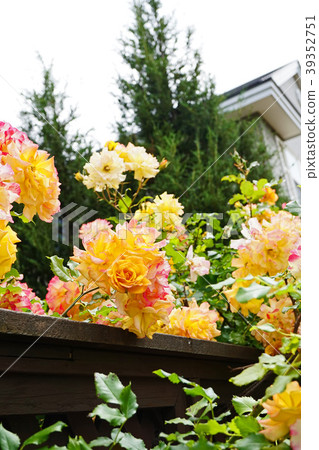 The best roses for gardening The best roses for gardening 39352751