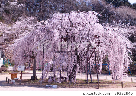 Utsunomiya City Koga's Takako Sakura Utsunomiya City Koga's Takako Sakura 39352940