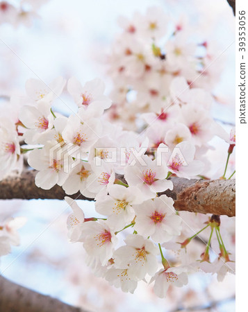 Cherry blossom Cherry blossom 39353056