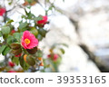 春天的紅色花朵 39353165