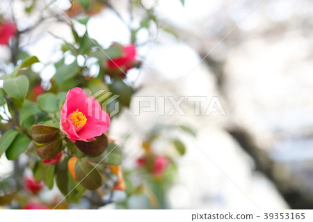 Spring red flowers Spring red flowers 39353165