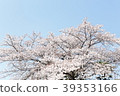 櫻桃樹 39353166