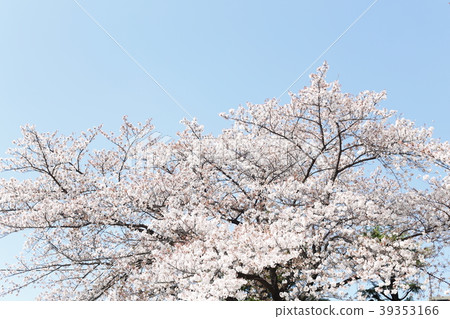 Cherry Blossoms Cherry Blossoms 39353166