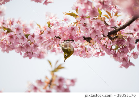 Cherry blossoms and birds 39353170
