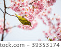 Cherry blossoms and birds 39353174