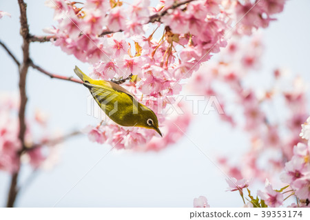 Cherry blossoms and birds Cherry blossoms and birds 39353174