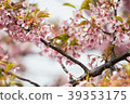 Cherry blossoms and birds 39353175