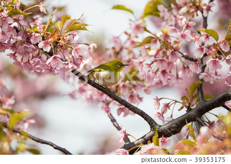 Cherry blossoms and birds 39353175