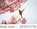 Cherry blossoms and birds 39353176