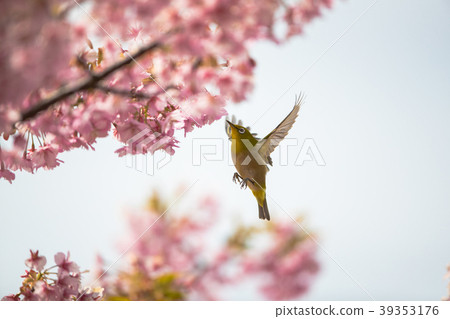 Cherry blossoms and birds Cherry blossoms and birds 39353176