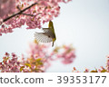Cherry blossoms and birds 39353177