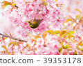 Cherry blossoms and birds 39353178