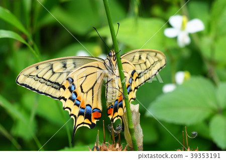 燕尾（出苗後） 39353191