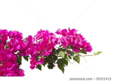 bougainvilleas isolated on white background.  39353413