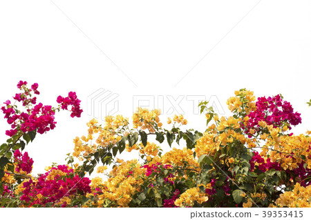 bougainvilleas isolated on white background. bougainvilleas isolated on white background. 39353415