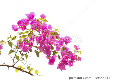 bougainvilleas isolated on white background.  39353417