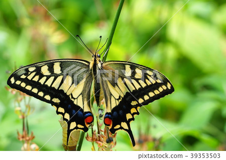 Swallowtail (after emergence) Swallowtail (after emergence) 39353503