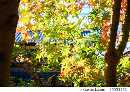 秋季楓樹狩獵建議秋季觀光京都之旅 39353562