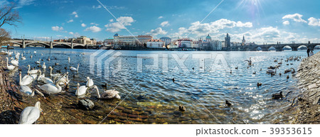 Swans in Vltava and Charles bridge in Prague, pano 39353615