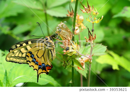 Swallowtail (after emergence) 39353621