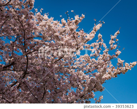 櫻花 39353623