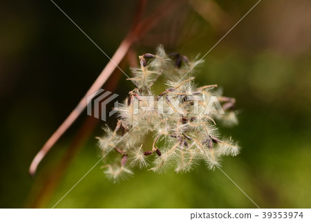 Fluff of button Fluff of button 39353974