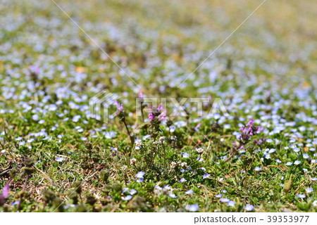 野花盛開的字段 野花盛開的字段 39353977