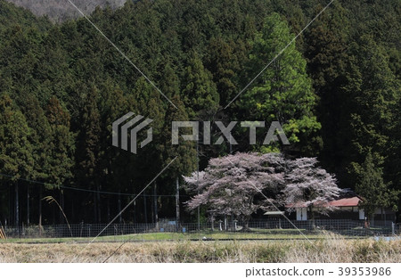 Cherry blossoming village 39353986