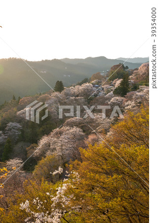 Shimosenbon Sakura / Nara Prefecture 39354000