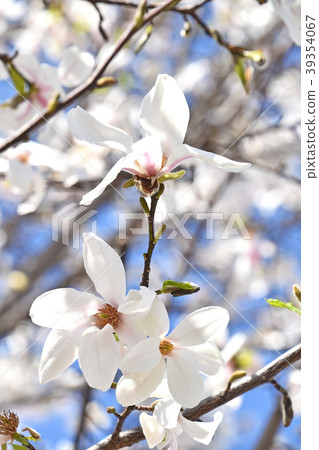 Kobushi (spicy) 39354067