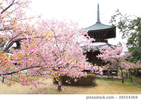 Kawazu cherry blossoms of Seiryo Temple Kawazu cherry blossoms of Seiryo Temple 39354369