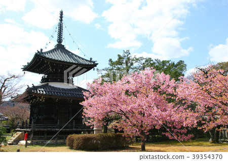 Seiryo寺的Kawazu櫻花 Seiryo寺的Kawazu櫻花 39354370