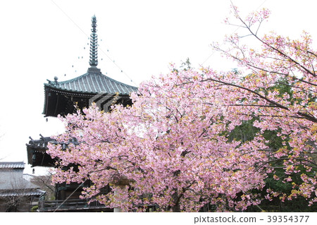 Kawazu cherry blossoms of Seiryo Temple Kawazu cherry blossoms of Seiryo Temple 39354377