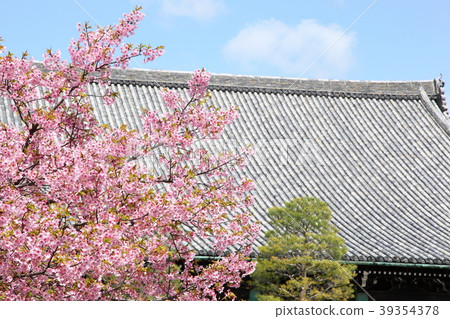 Kawazu cherry blossoms of Seiryo Temple 39354378