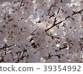 Sakura 39354992