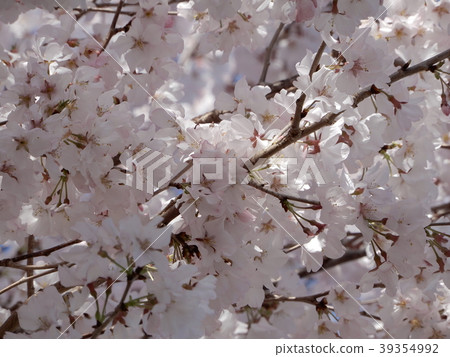 櫻花 櫻花 39354992