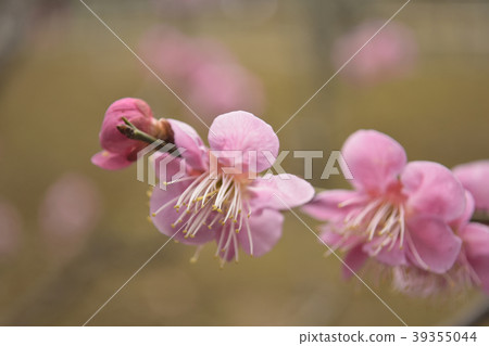Single cold red plum Single cold red plum 39355044