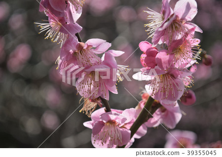Single cold red plum 39355045