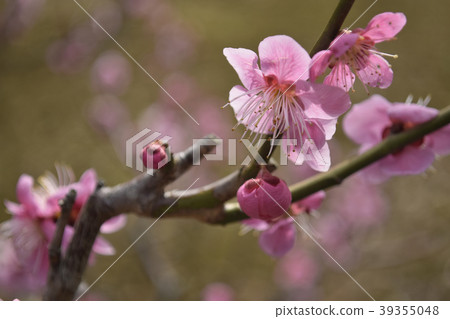 Single cold red plum Single cold red plum 39355048