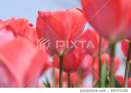 Tulips ~ Flower Crowds ~ 39355206