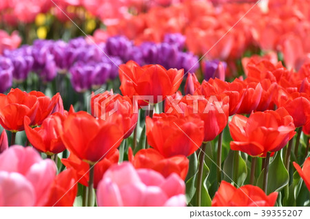 Tulips ~ Flower Crowds ~ 39355207