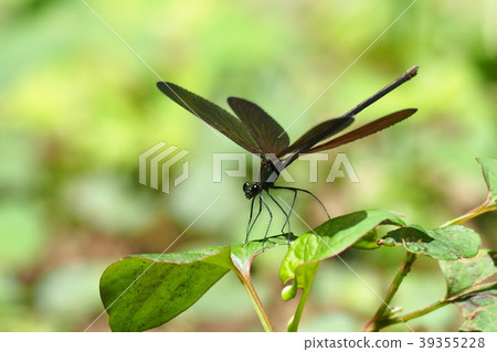 Hagro Dragonfly（女） 39355228